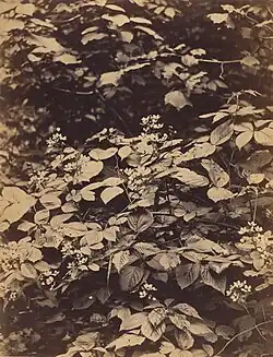 Blackberry Bushes, 1862, albumen silver print, 19.4 × 15 cm (7 5/8 x 5 7/8 in.), collection of William L. Schaeffer