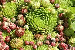 Jovibarba ("Jupiter's beard"). A related genus.