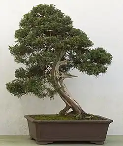 As a 250-year-old bonsai in the Birmingham Botanical Gardens