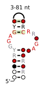 A consensus secondary structure and primary sequence for the kink-turn RNA motif.
