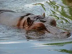 Hippopotamus.