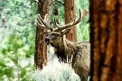 The Wilderness is home to elk. Photo: US Forest Service.