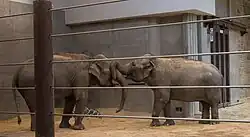 Two elephants inside a barn, one with its trunk wrapped around the other's face and eyes