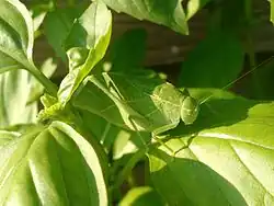 Bright green katydid has the colour of fresh vegetation.