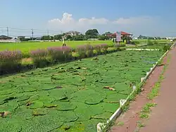 A pond of cultivated Euryale in Japan