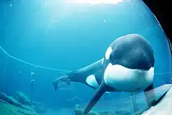 An orca whale in an aquarium looking at the viewer through glass.