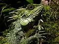 Crested dragon (Hypsicalotes kinabaluensis)
