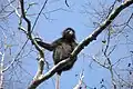 Dusky leaf monkey - Ko Tarutao
