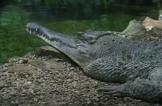 Krokodýl_štítnatý