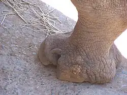 White rhinoceroses' hooves