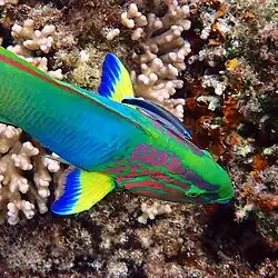 With a sunset wrasse