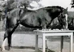 The mare Lady Wonder, photographed in 1940 for Life magazine
