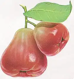 "Black Pearl" wax apple