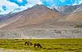Landscape in Ladakh, near Pangong Tso