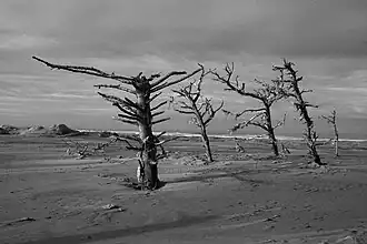 The dynamic Lanphere Dunes in Humboldt County exemplify the coastal dune forest ecosystem.