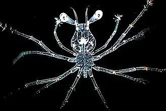 Larva stage of a spiny lobster