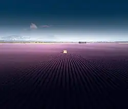 Large rows of lavender