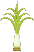 National Flower: Leek