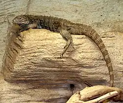 A juvenile brownish colored Cuban iguana basking in an enclosure in a zoo, facing left with its long tail hanging below the basking log.