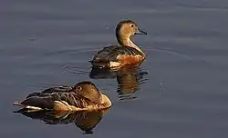Lesser whistling duck in Santragachi Lake