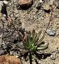 Lewisia columbiana on serpentine