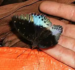 Male - dorsal view - Sumatra, Indonesia