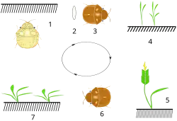 Life cycle: 1: Wintering imago 2: Egg layering in spring 3: Flight for cereals 4: Feeding 5: Symptoms of damages 6: Pupation and new generation overwintering 7: Herb feeding on wintering place