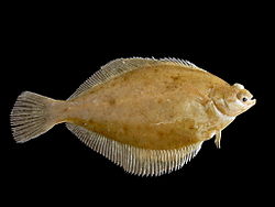 Common dab, Limanda limanda