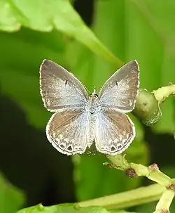 Dorsal view (female)