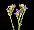 Limonium sinuatum