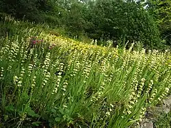 Meadow in the gardens