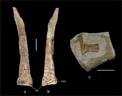 Tibia (left) and astragalus (right)