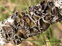 Brownish, leathery cup-like structures growing on a tree branch