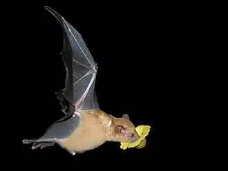 Orange nectar bat