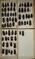Lucanus capreolus variation