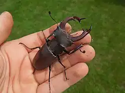 Lucanus cervus cervus