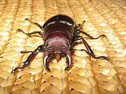 Front view of a male