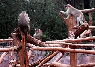 Bonnet macaque