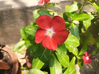 Red Catharanthus roseus