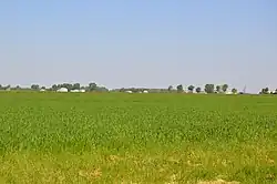 Fields east of Rollersville
