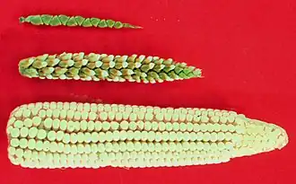 Image 27The creation of maize from teosinte (top), maize-teosinte hybrid (middle), to maize (bottom) (from History of agriculture)