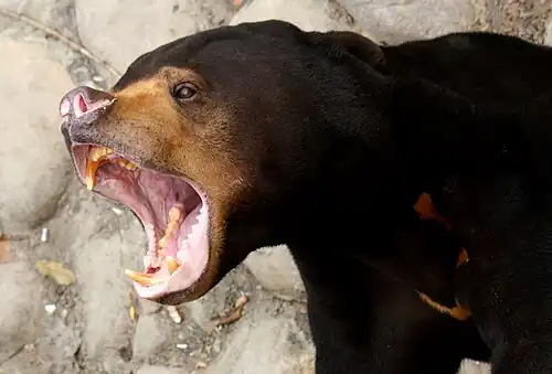 Sun bear