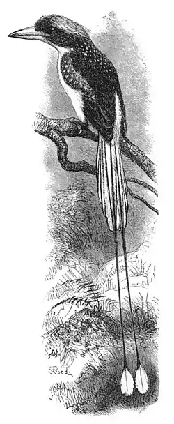 Illustration by T. W. Wood of a bird, the racquet-tailed kingfisher, for Wallace's Malay Archipelago