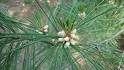 Pollen cones and young needles in late June