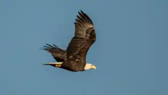 Bald eagle