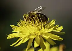 A Maltese Honey Bee, black and covered with small yellow hairs is on a yellow multi-petaled flower.