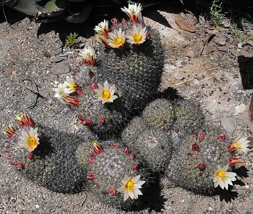 Plant growing in Torrey Pines State Reserve, San Diego, California, USA