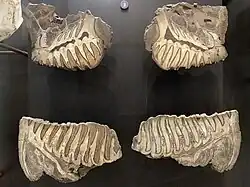 Cross section through elephantid molars