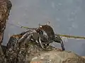 un-id'ed Crab