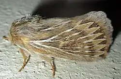 Moth insect in the foreground that is tan and covered in hair with a white pattern on its wing.